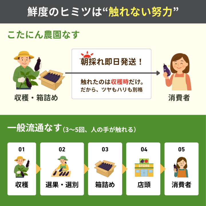 鮮度のヒミツは触れない努力。こたにん農園のナスは収穫時に触れるだけで朝採れ即日発送